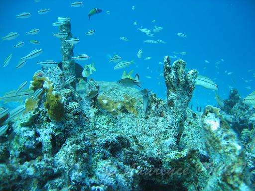 Bonaire - pink beach.JPG